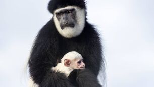 <p>Black-and-white colobus baby monkey born at Fota Wildlife Park to mother Freya and father Jugs. Fota Wildlife Park Photo: Sinéad Donnachie, Fota Wildlife Park.</p>
