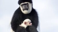 Fota Wildlife invites public to help name parks newest arrival, a baby colobus monkey