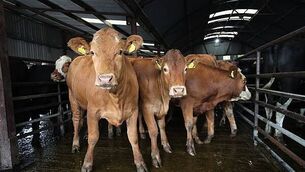 Illegal movement of cattle across Irish border led to 2004 probe, files show Illegal movement of cattle across Irish border led to 2004 probe, files show