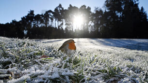 <p>Frost and patches of ice will also develop overnight, with temperatures dropping to lows of between -1C and 3C. Picture: Denis Minihane.</p>