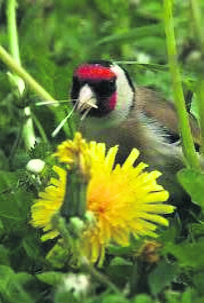 A goldfinch snacking on some dandelion seeds. Even though they are classed as weeds, Olive Ryan now appreciates dandelions’ beauty and usefulness