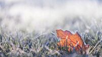Fallen leaf covered in winter frost