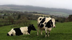 Taoiseach calls for China to accept Irish beef Taoiseach calls for China to accept Irish beef