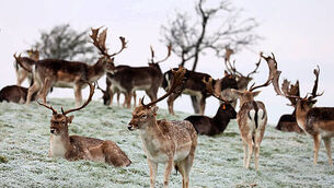 Putting deer on contraceptives among proposals received for wildlife legislation review