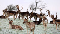 Putting deer on contraceptives among proposals received for wildlife legislation review Putting deer on contraceptives among proposals received for wildlife legislation review