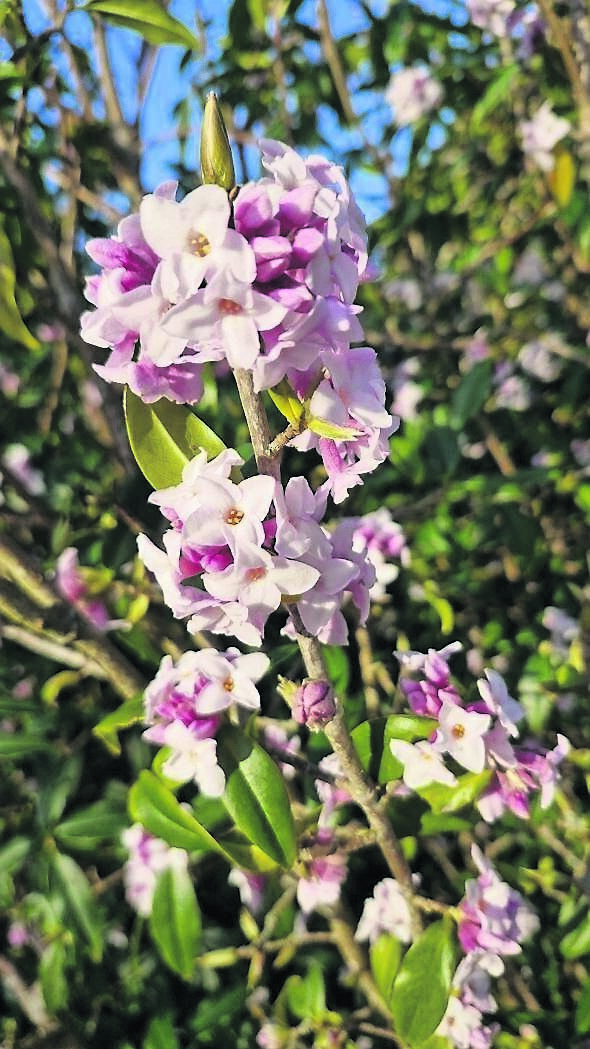 Daphne bholua ‘Jacqueline Postil’ has pretty pink star-shaped flowers that fill the air with sweet scent in January.