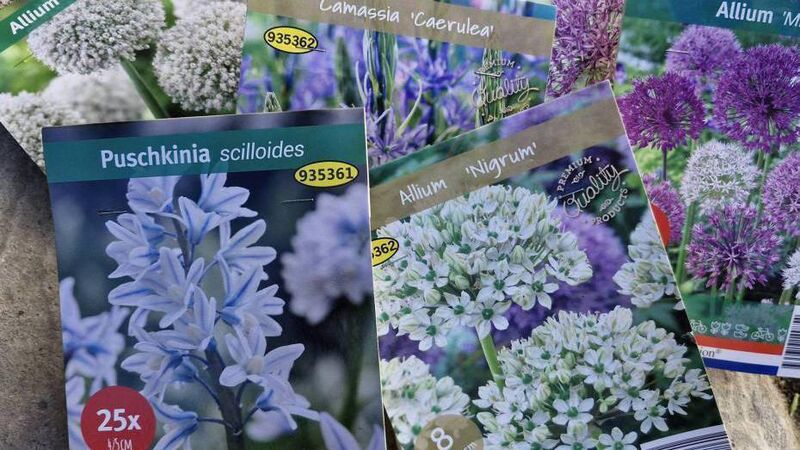 In the garden: Jobs to get out of the way this January 