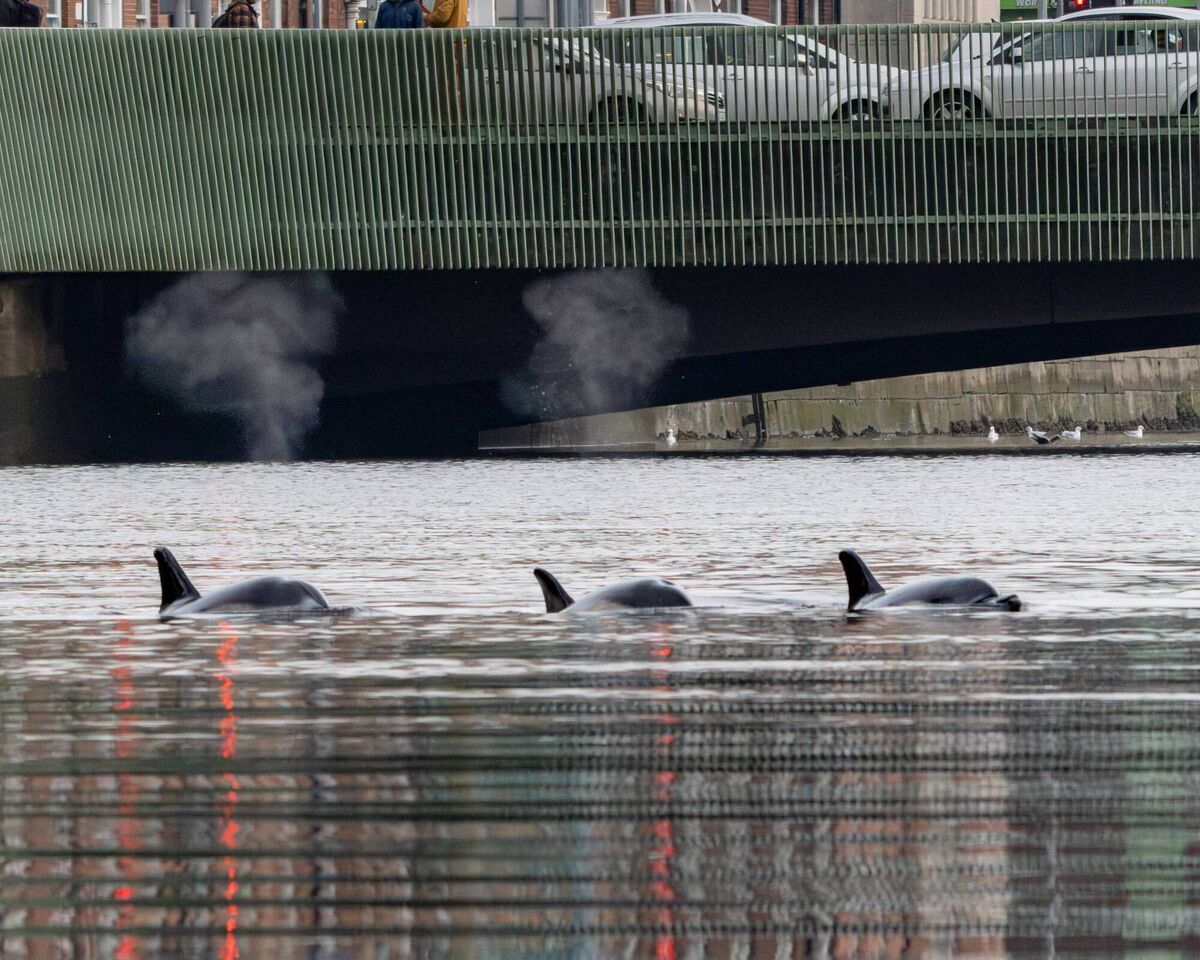 The pod of dolphins in the river.
