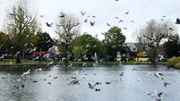 Fishing ban at Cork's Lough lifted three months after first bird flu alert