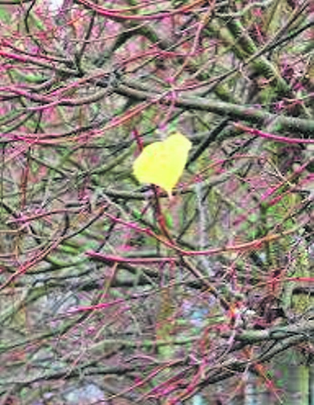 Tilia cordata ‘Winter Orange’ will provide several seasons of interest in the garden. See Plant of the Week