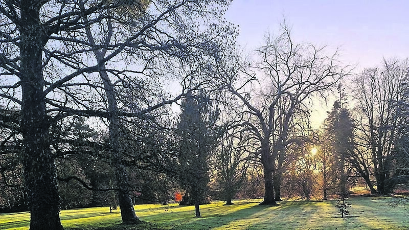 In the garden: Time to enjoy woodland walks...and think about planting a tree 