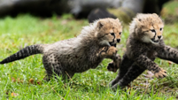 Fota Wildlife Park announces birth of two endangered Northern cheetah cubs