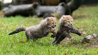 Cork's Fota wildlife park unveils two new cheetah cubs