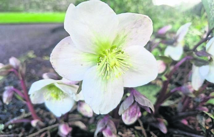 Hellebores niger look great now, bringing a welcome pop of colour to the garden