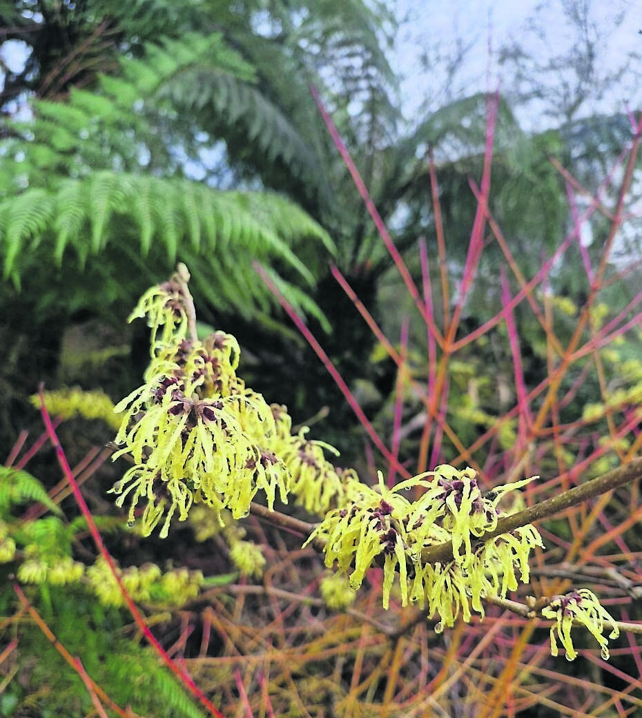 Sweetly-scented witchhazel emerging from the colourful branches of Cornus ’Midwinter Fire’ this January.