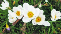 In the garden: Crocus is the first symbol of springtime