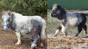 <p>Ellie, left, before she was rescued by My Lovely Horse and, right, after.</p>