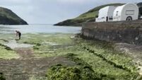 Council to carry out pilot project to prevent infestation of sea lettuce at Cork beaches