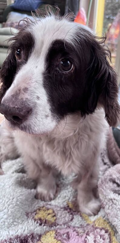 Áilín Quinlan's dog, Molly, whose health is failing. "The house will feel so empty without her," she says