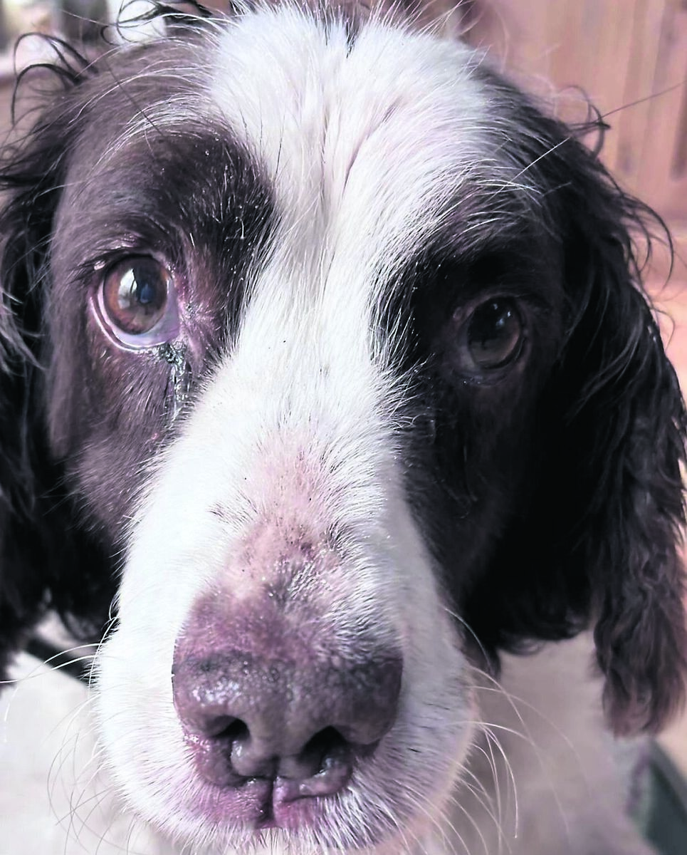 "When I fell desperately ill with covid a few years ago, she came upstairs every morning and spent the day beside my bed."