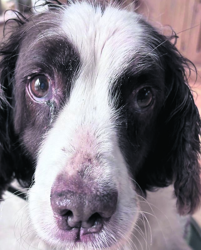 "When I fell desperately ill with covid a few years ago, she came upstairs every morning and spent the day beside my bed."