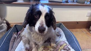 <p>Molly is "a crucial part of daily life in this house", says Áilín. </p>