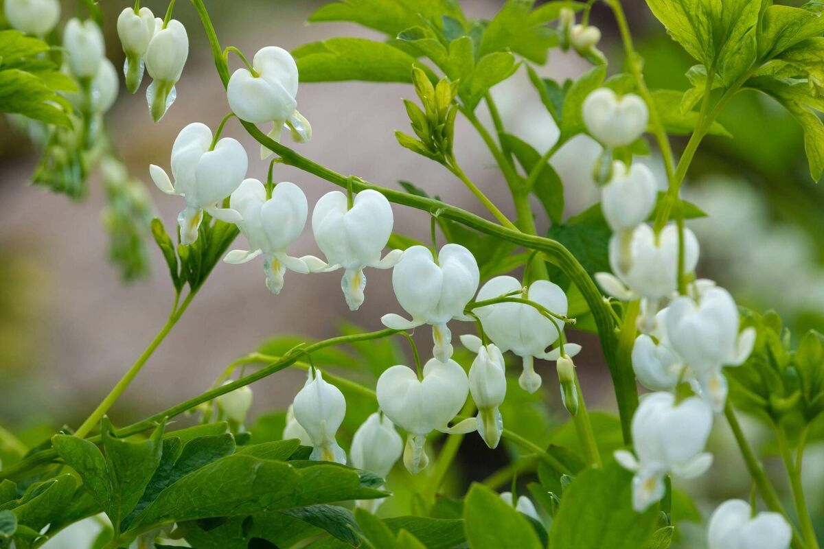Bleeding hearts will last for years in the right conditions.	Picture: Alamy/PA
                    
