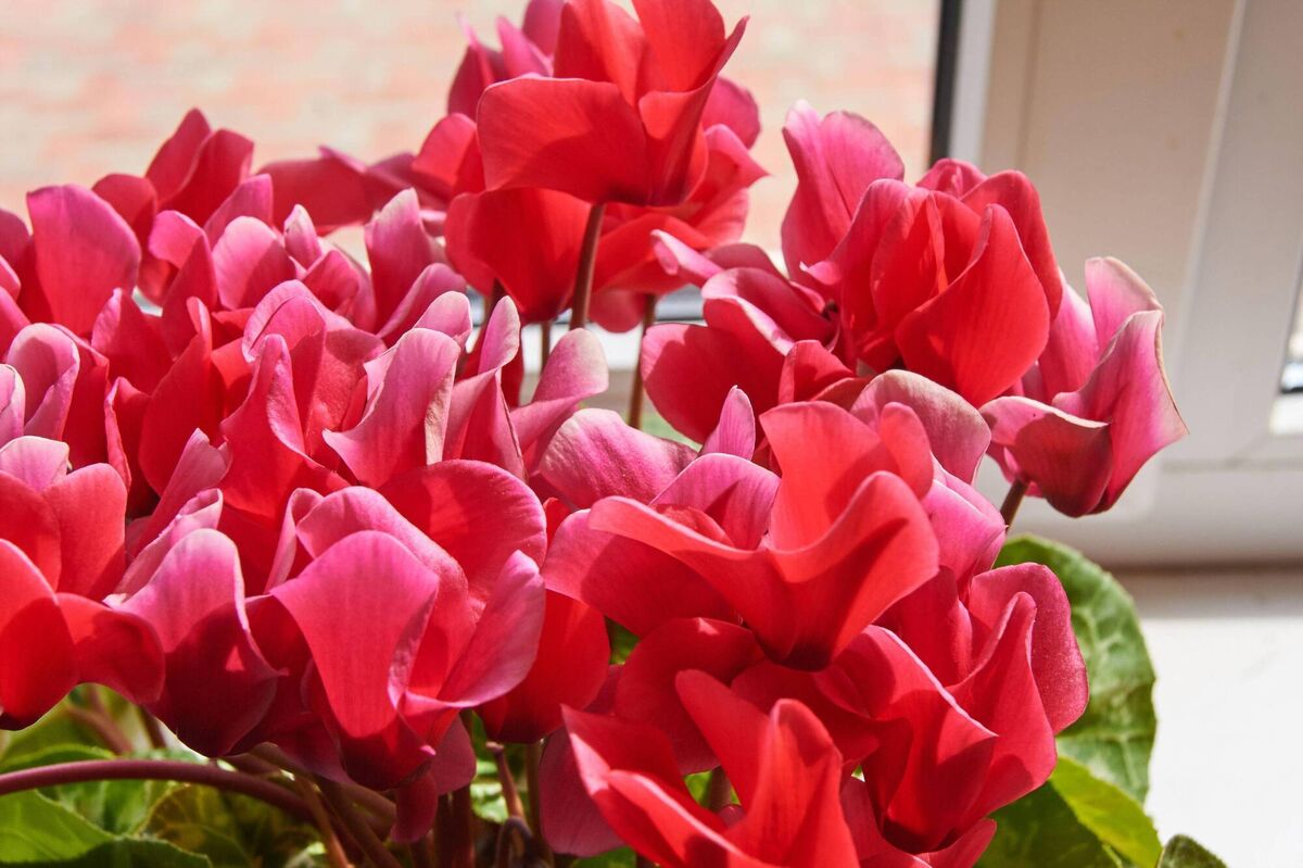 Indoor cyclamen make a great alternative to a bouquet. Picture: Alamy/PA