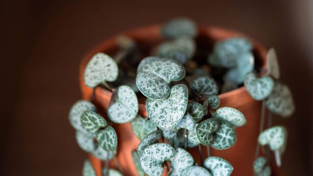 <p>The string of hearts plant is ideal for trailing down off shelving or a hanging pot.	Picture: Alamy/PA</p>