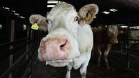 Pessimism holding back farmers from implementing bovine TB measures – study