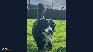 ‘Only for bad luck, he’d have no luck’: Meath family’s blind dog Alfie wins award