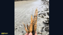 Toxic plant spotted on several beaches along east coast as further warning issued