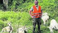 TV: How a Cork goat venture broke loose