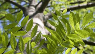 <p class="contextmenu internal_Caption">John Arnold planted ash trees on his land and received government money for a while - but many have succumbed to disease</p> <p class="contextmenu internal_Caption">John Arnold planted ash trees on his land and received government money for a while - but many have succumbed to disease</p>