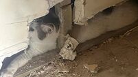 Relief as missing cat found alive inside wall of Cork city house