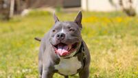 Young American bully dog on grass