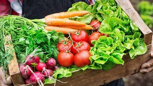 <p>Old man's hands holding a crate full of fresh and raw vegetables-carrot, tomato, turnib, parsley, dill and lettuce. Field with lettuce plants on background.</p>